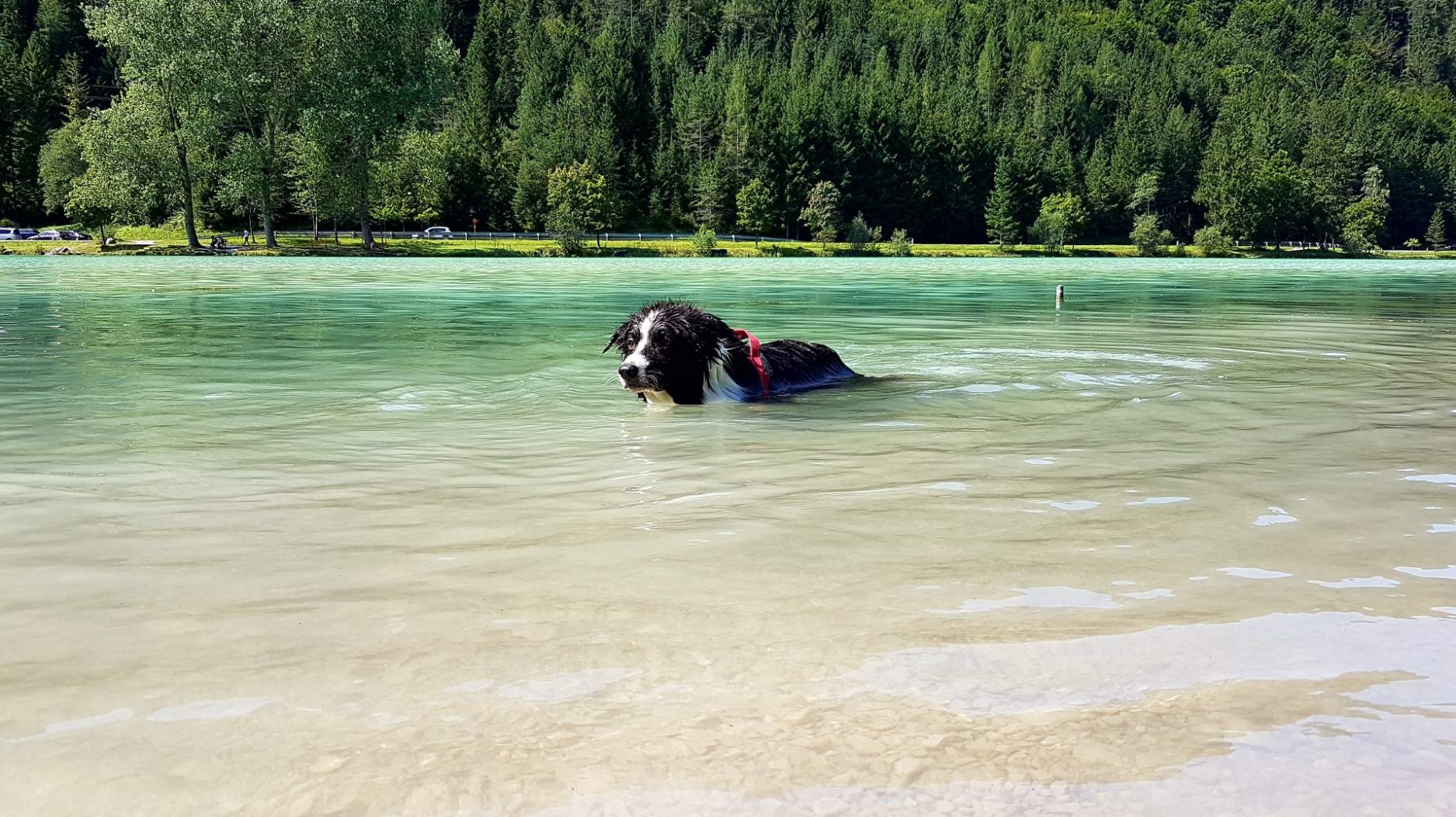 Solve Chico loves to swim everywhere jigsaw puzzle online with 120 pieces