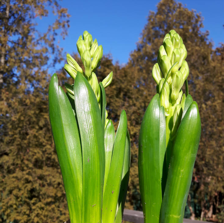 Solve Bulbs jigsaw puzzle online with 16 pieces