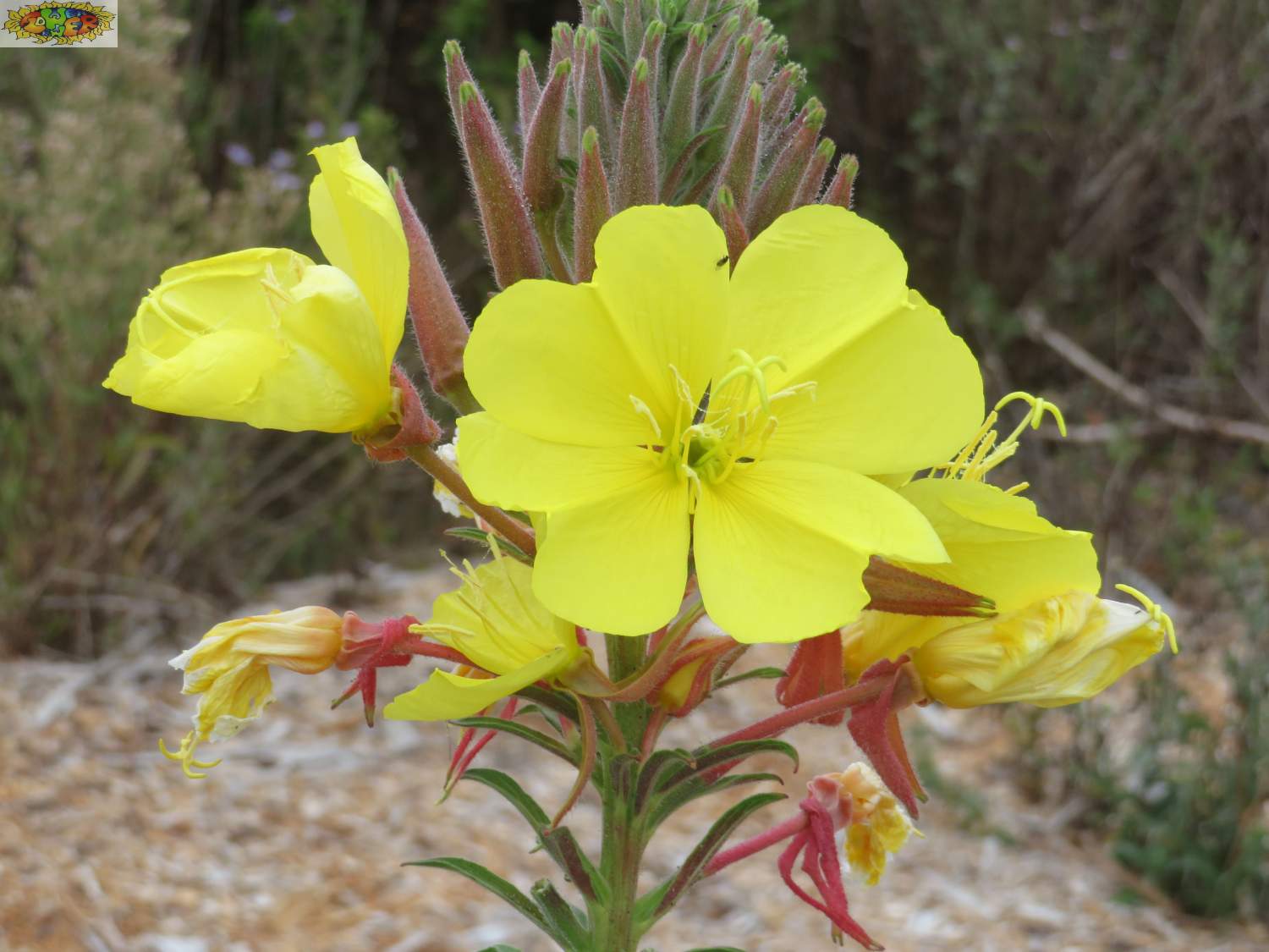 Solve Mustard Evening Primrose jigsaw puzzle online with 108 pieces