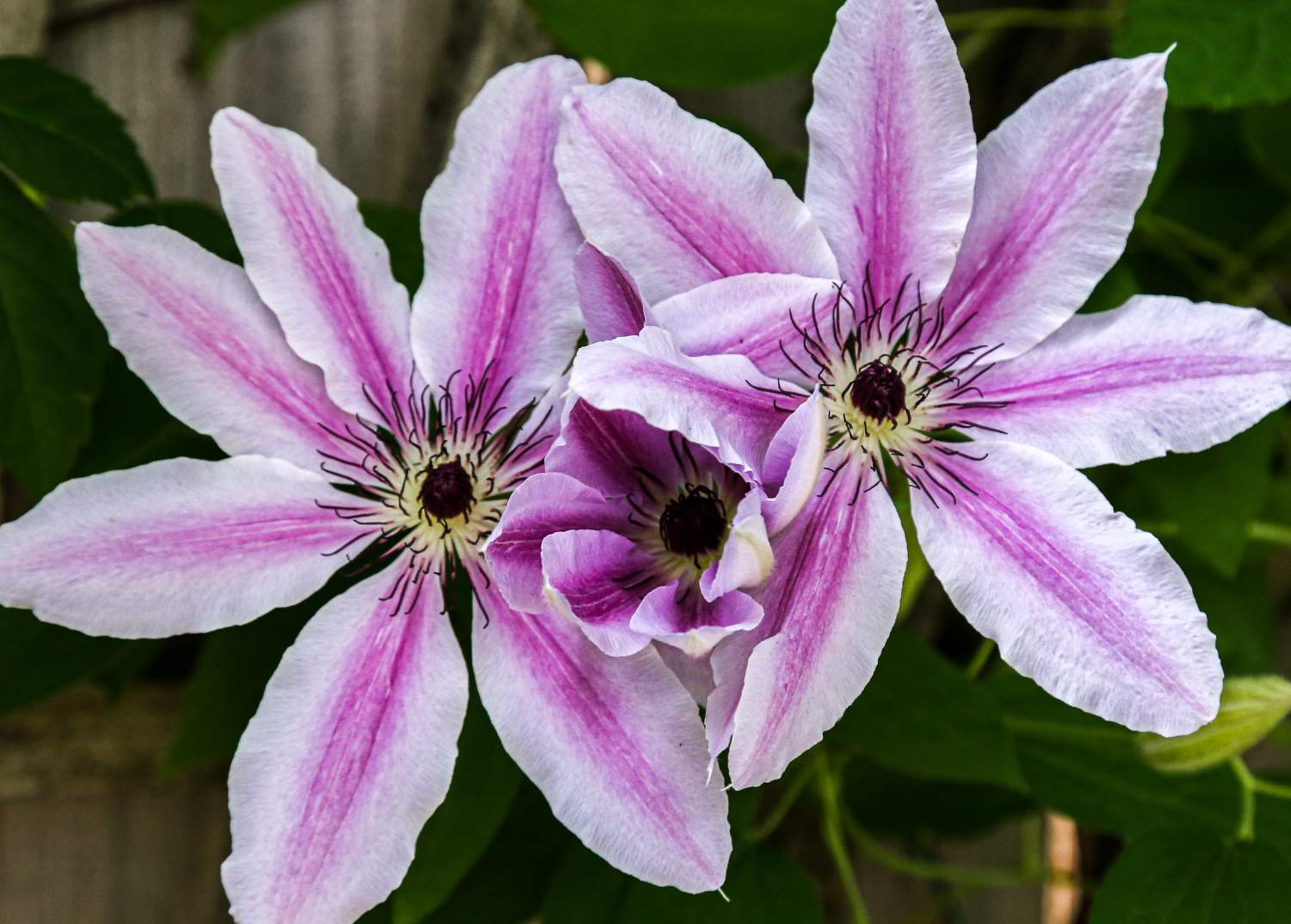 Solve TWIN CLEMATIS BLOOMS jigsaw puzzle online with 88 pieces