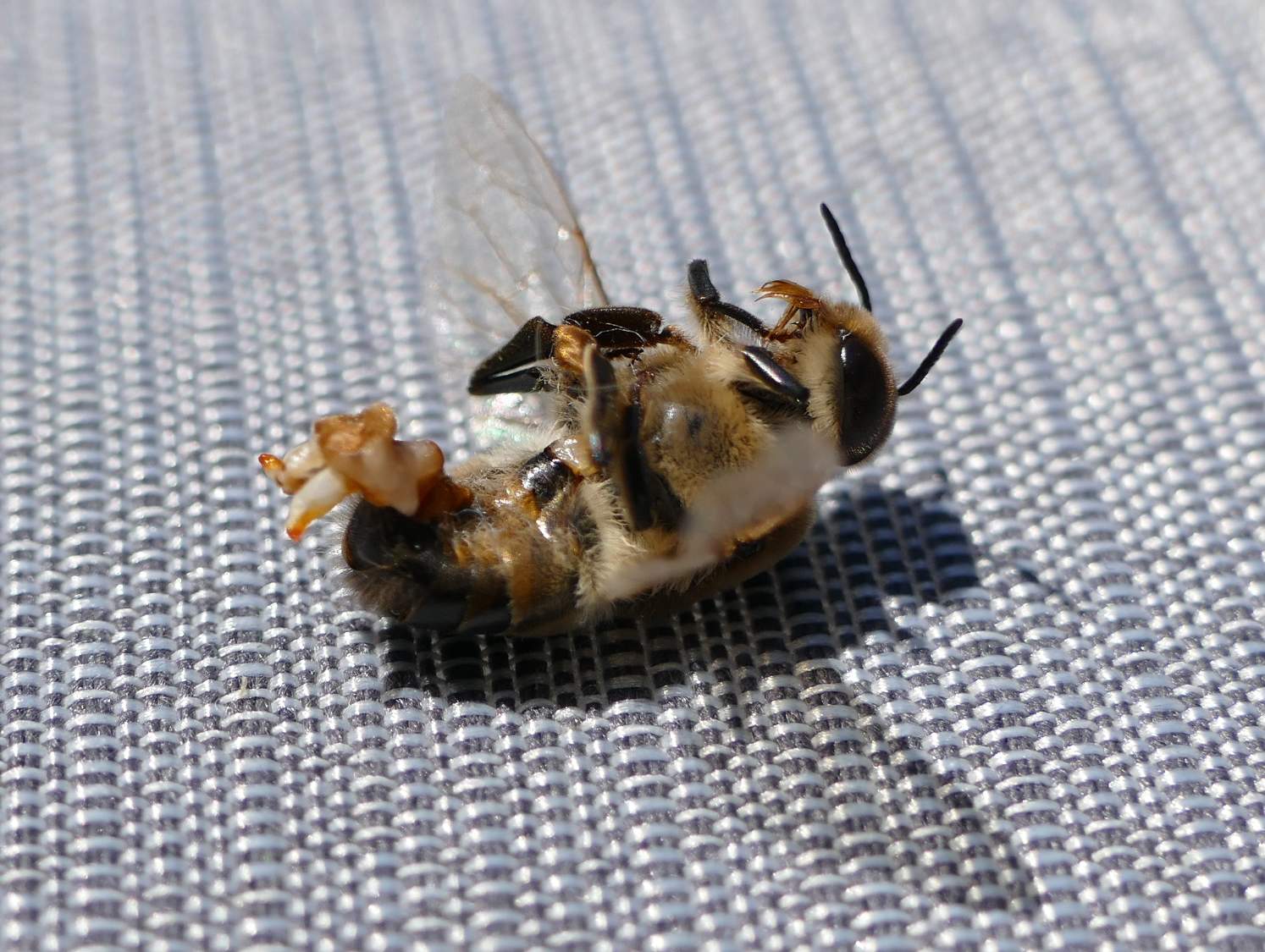 Solve Tote Drohne nach der Begattung / Dead drone after mating jigsaw