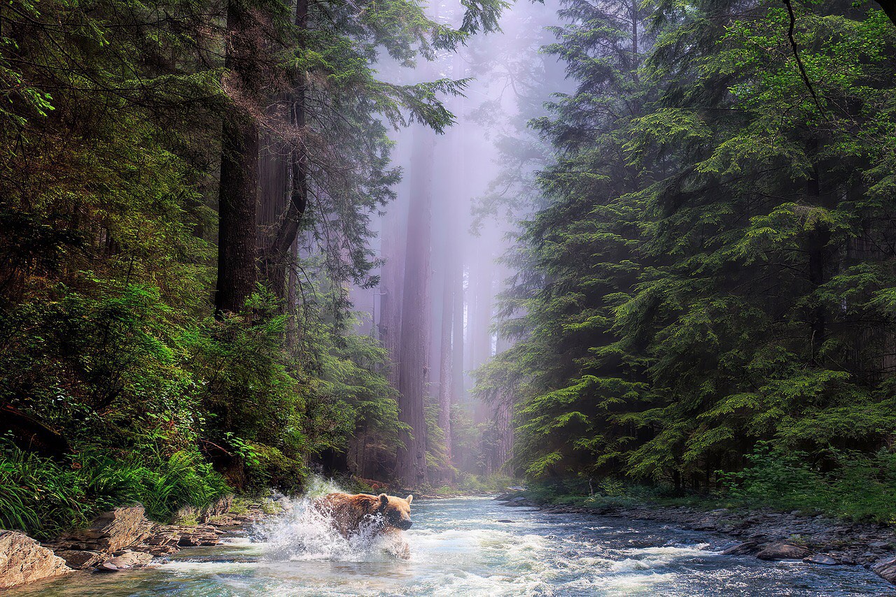 Solve Redwood National Park jigsaw puzzle online with 247 pieces