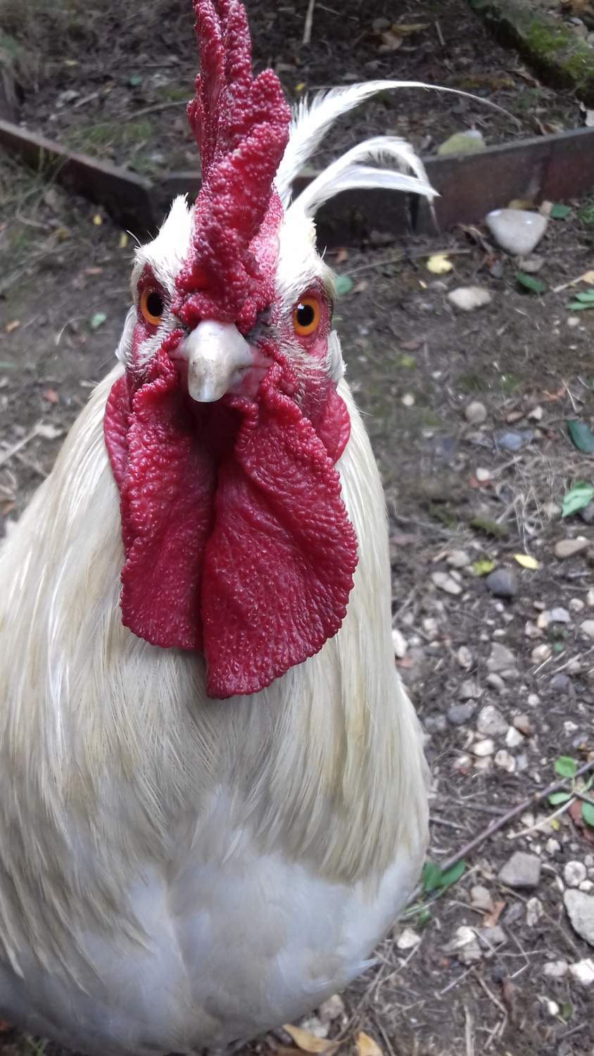 Solve George jigsaw puzzle online with 91 pieces