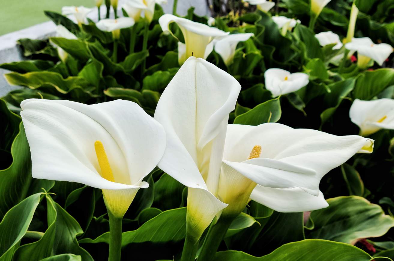 Solve Calla Lilies jigsaw puzzle online with 24 pieces