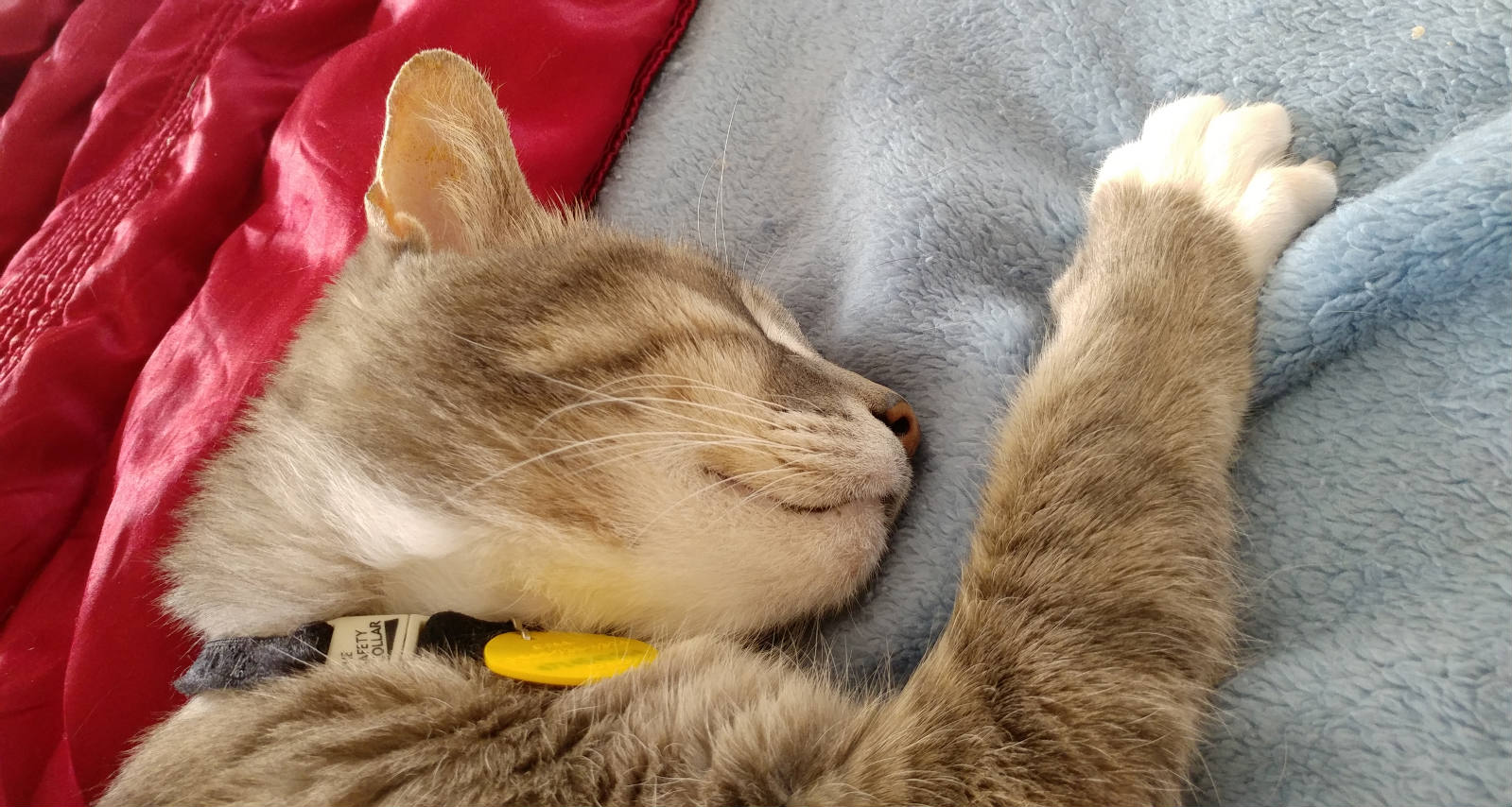 Solve Buddy, also known as Duster jigsaw puzzle online with 364 pieces