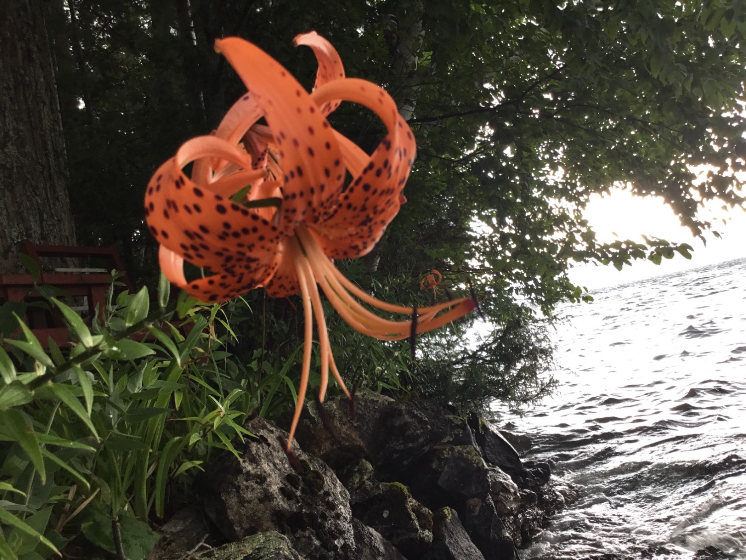 Solve Turks head lily jigsaw puzzle online with 48 pieces