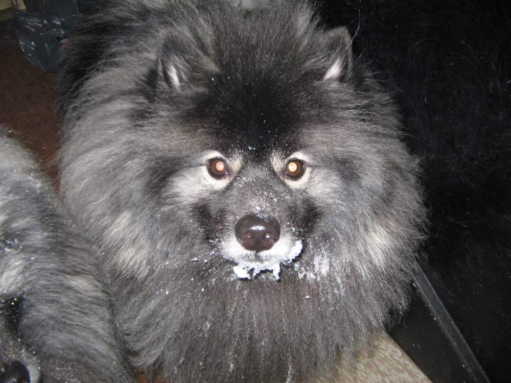 Solve Seal jigsaw puzzle online with 12 pieces