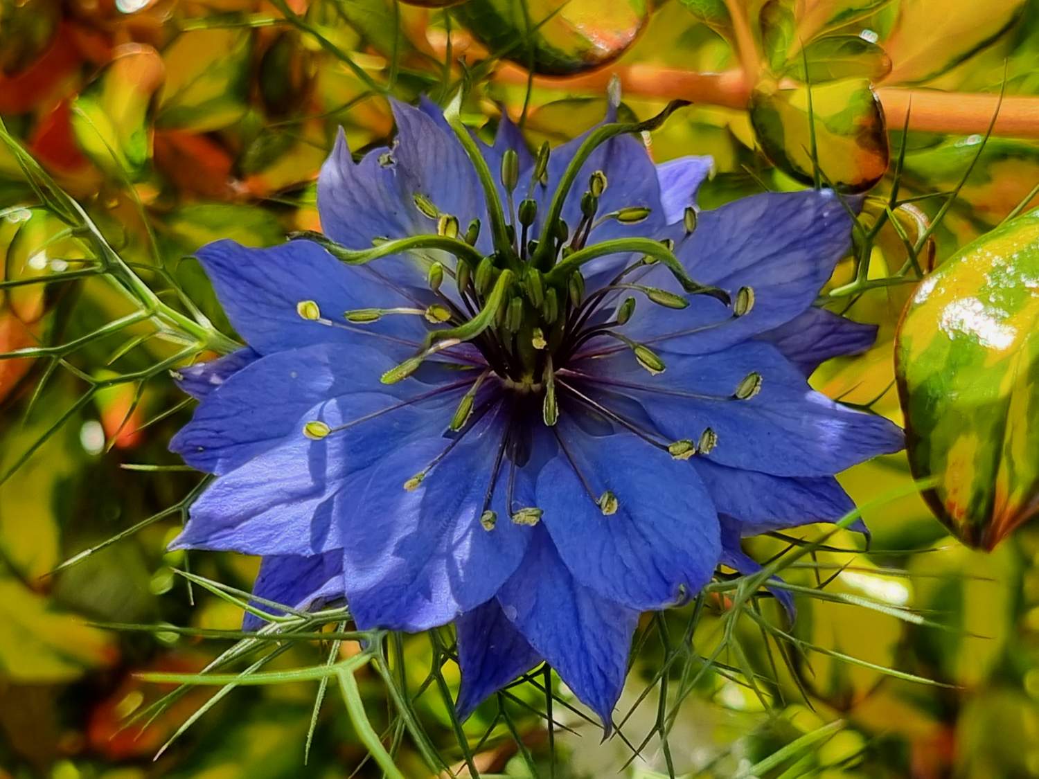 Solve Cornflower jigsaw puzzle online with 99 pieces