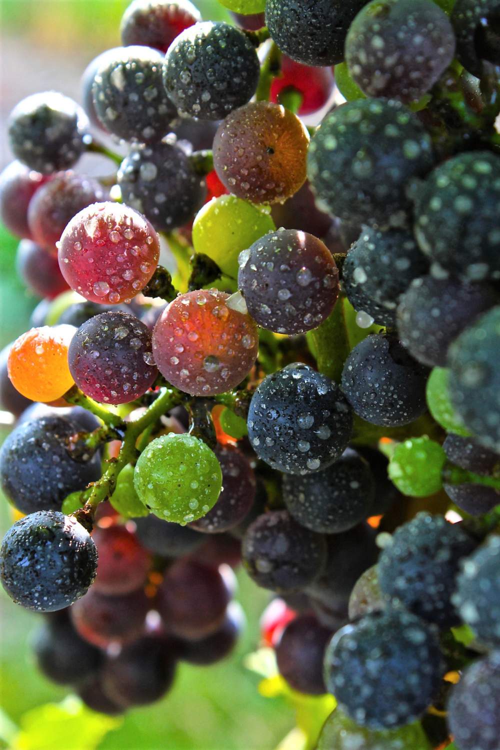Solve Just Grapes jigsaw puzzle online with 126 pieces