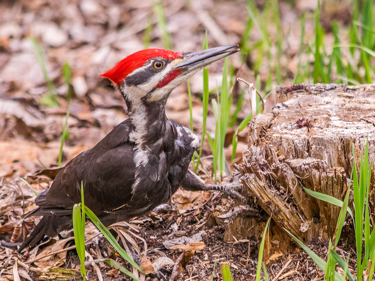 Solve Pileated Woodpecker jigsaw puzzle online with 108 pieces