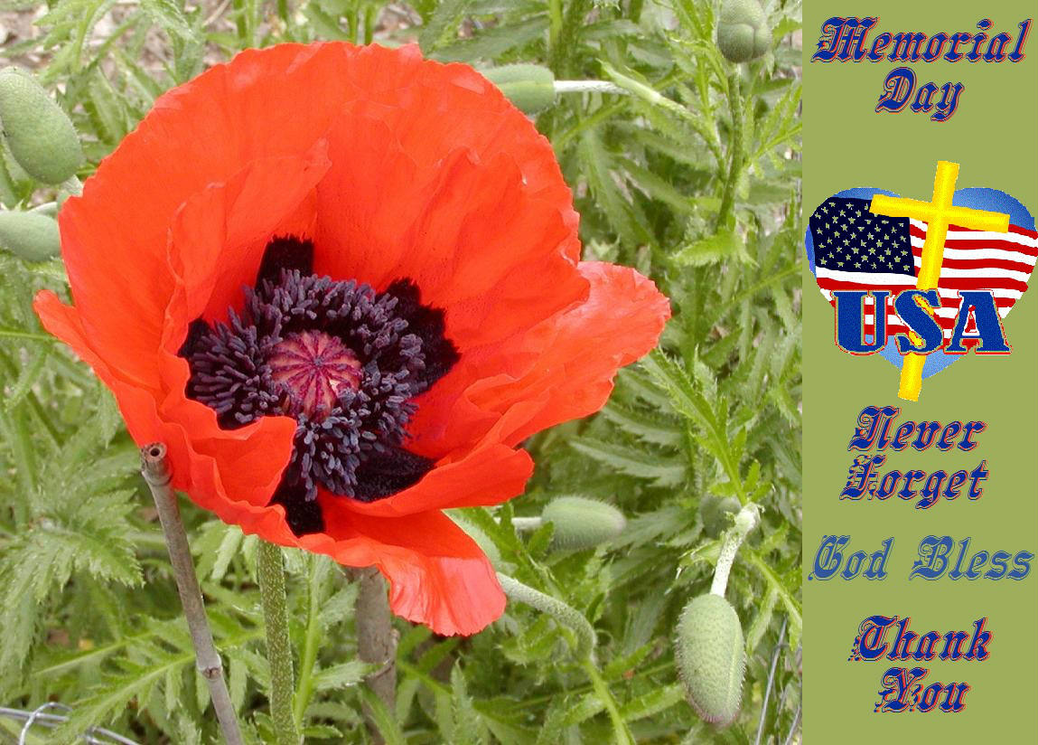 Solve Memorial Day Poppy Never jigsaw puzzle online with 70 pieces