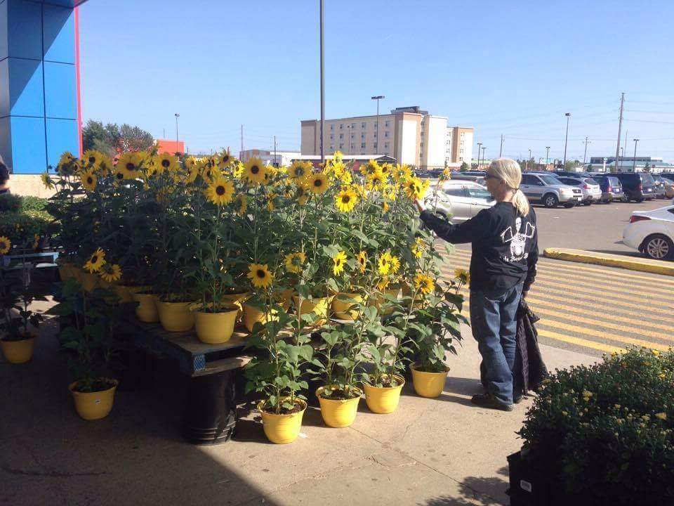 Solve Sunflowers at grocery store Thunder Bay jigsaw puzzle online with