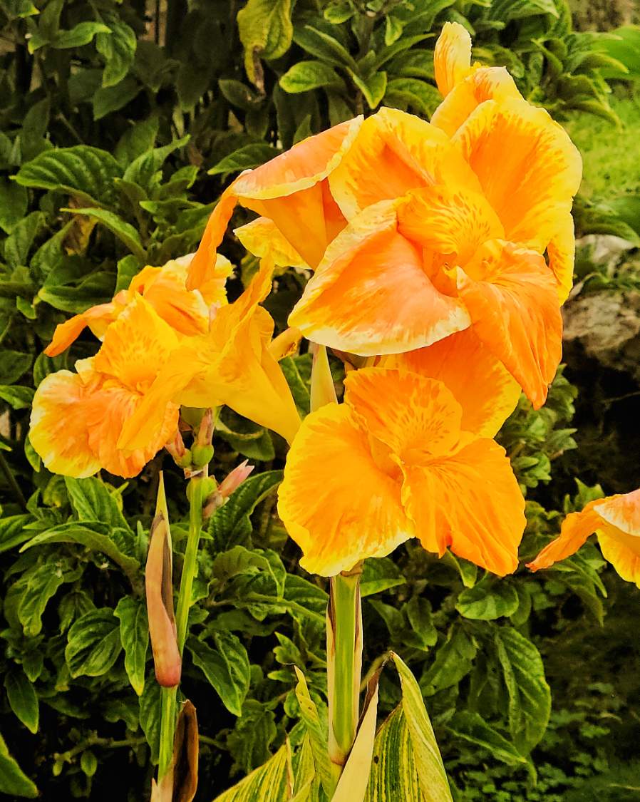 Solve Canna Lily Cluster jigsaw puzzle online with 30 pieces