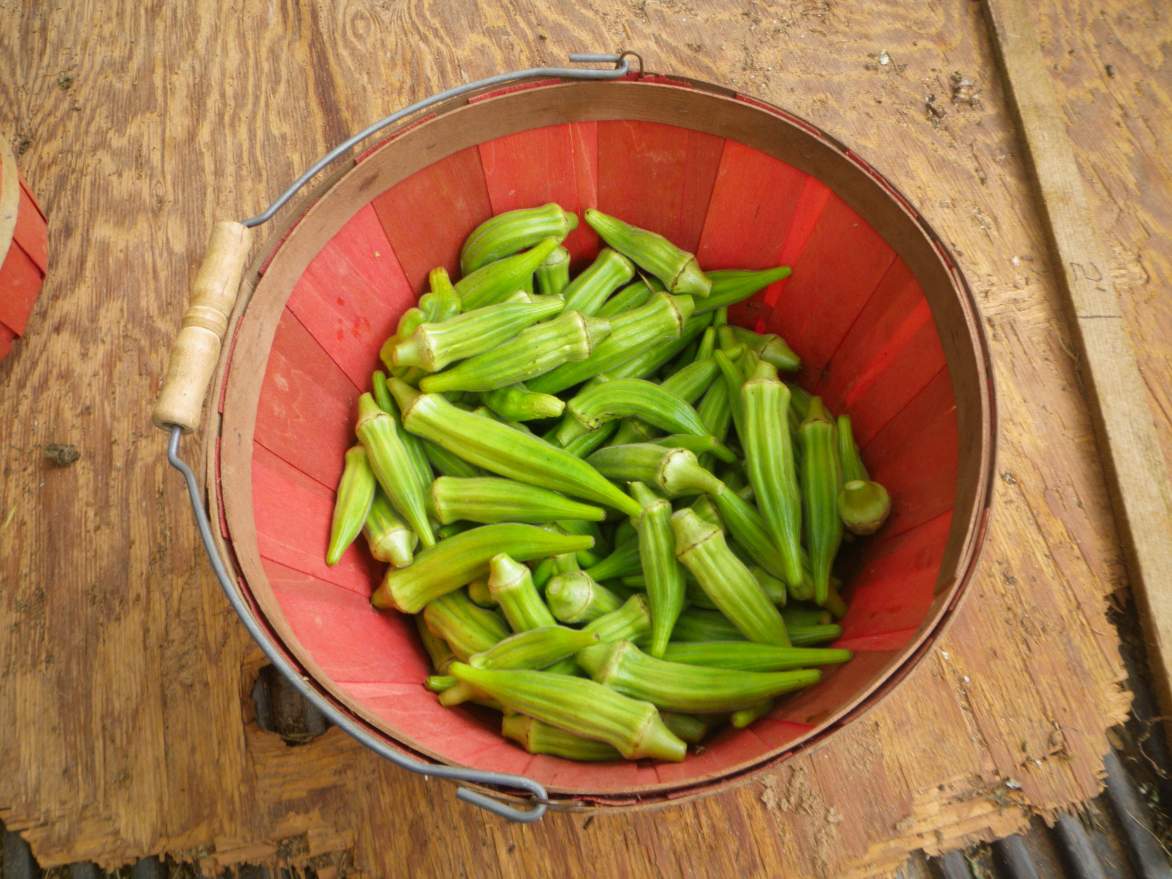 Solve Okra jigsaw puzzle online with 20 pieces