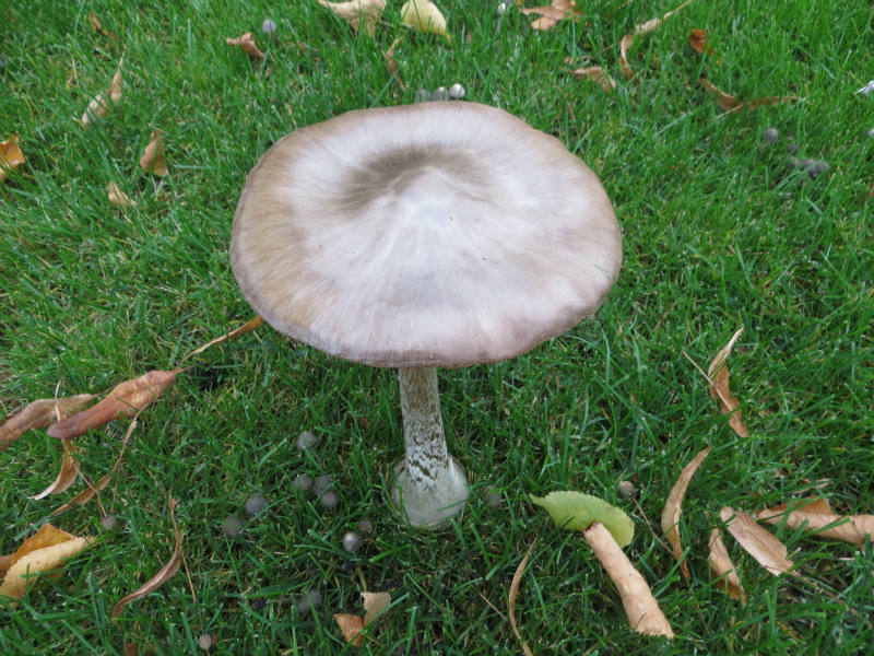 Solve Suddenly giant mushrooms appear on my lawn... jigsaw puzzle