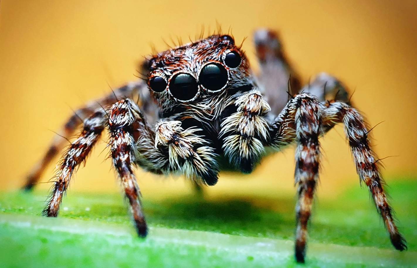 Solve JUMPING SPIDER jigsaw puzzle online with 35 pieces