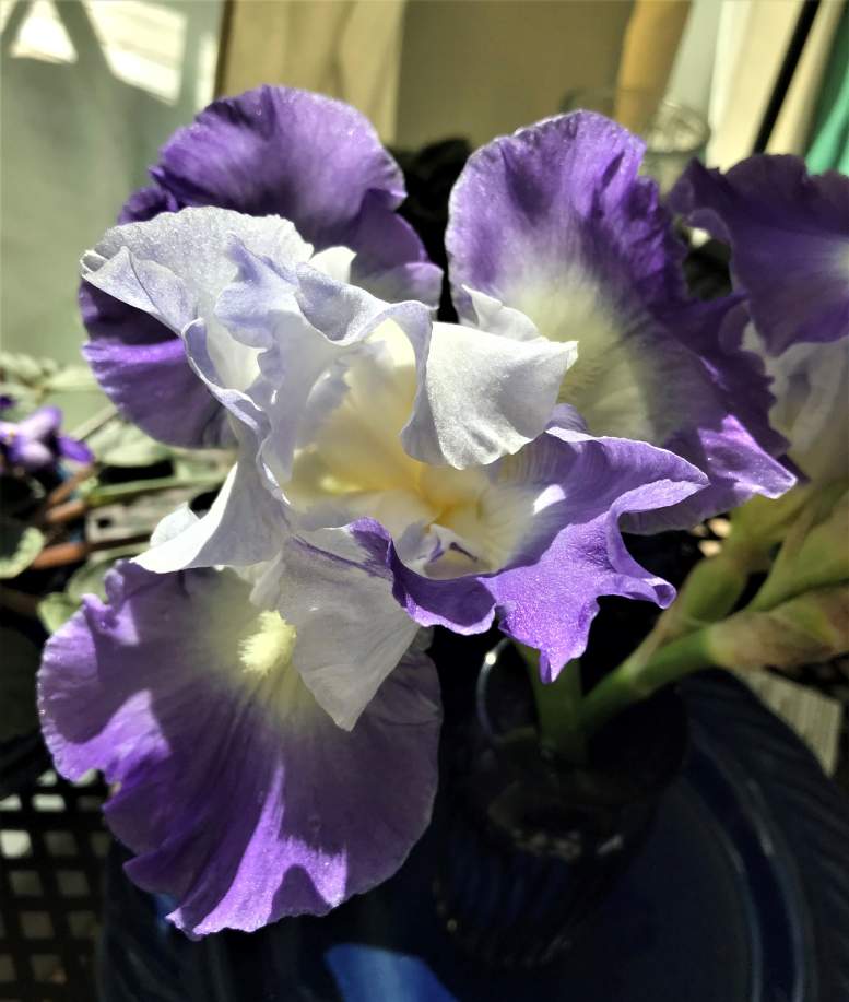 Solve Fall Blooming Iris jigsaw puzzle online with 12 pieces