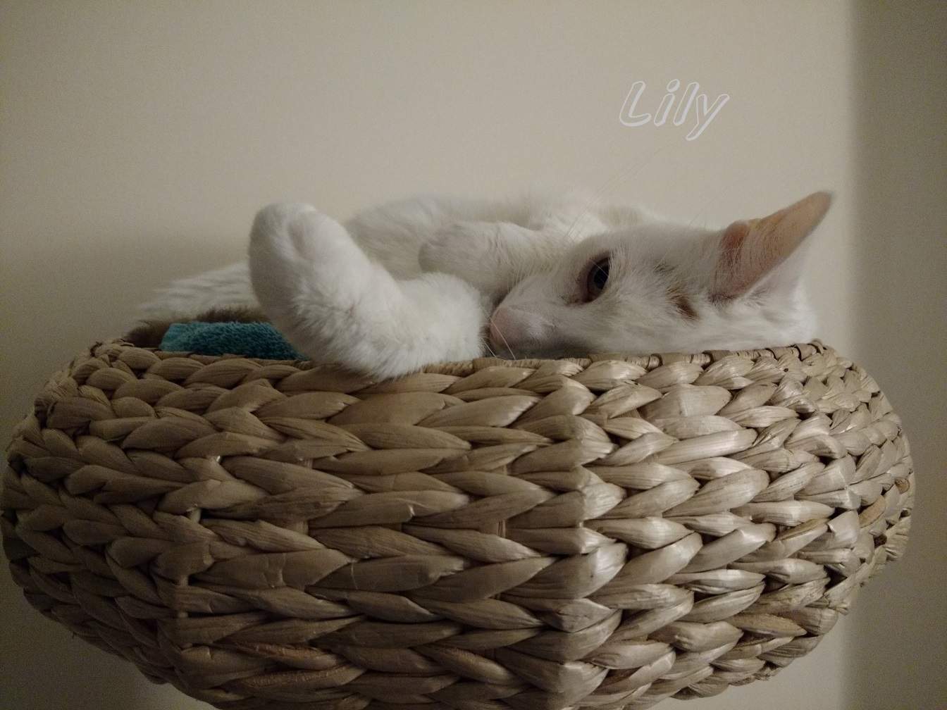 Solve Lily 0096 Top of the cat tree jigsaw puzzle online with 192 pieces