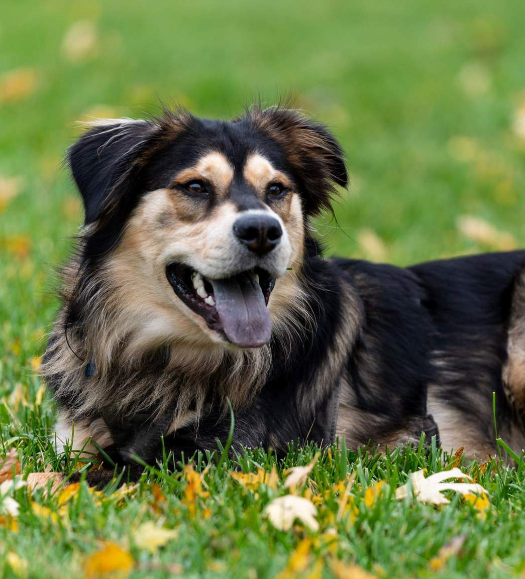 Solve A Happy Rescue jigsaw puzzle online with 255 pieces