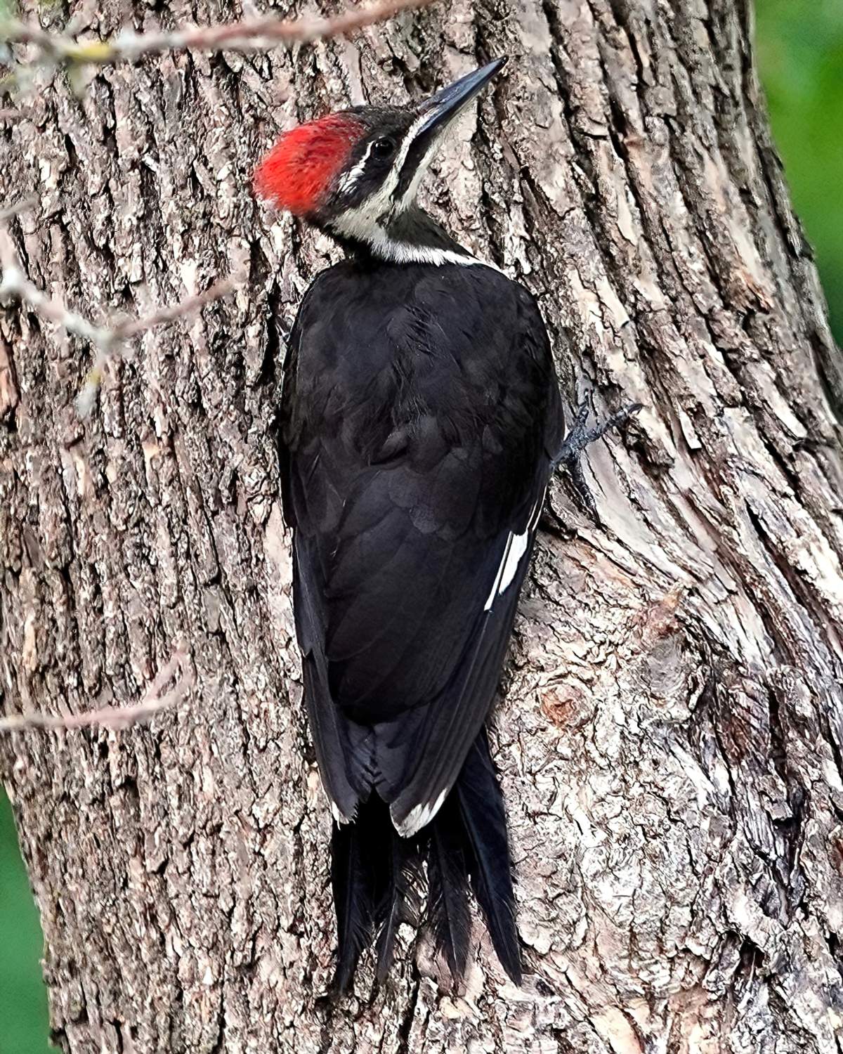 Solve Pileated Woodpecker jigsaw puzzle online with 396 pieces