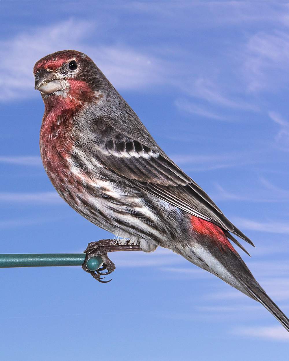 Solve bird feeder visitor jigsaw puzzle online with 80 pieces