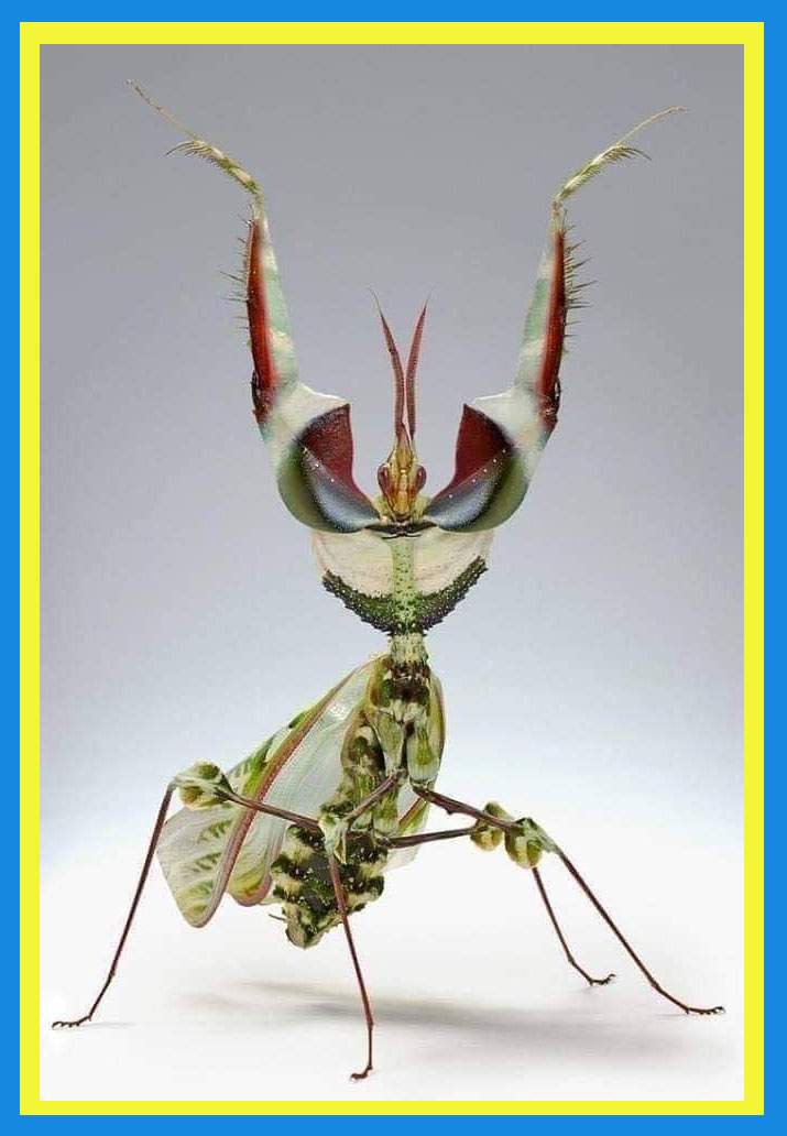 Solve Idolomantis diabolica aka Giant Devil’s Flower Mantis jigsaw