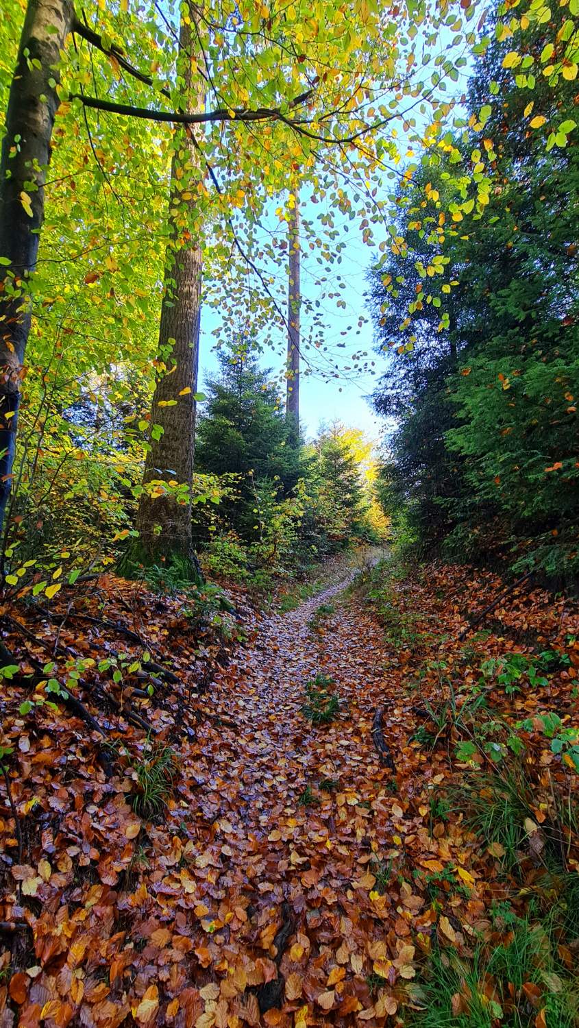 solve-spaziergang-rund-um-das-wanderheim-eschelhof-7-7-jigsaw