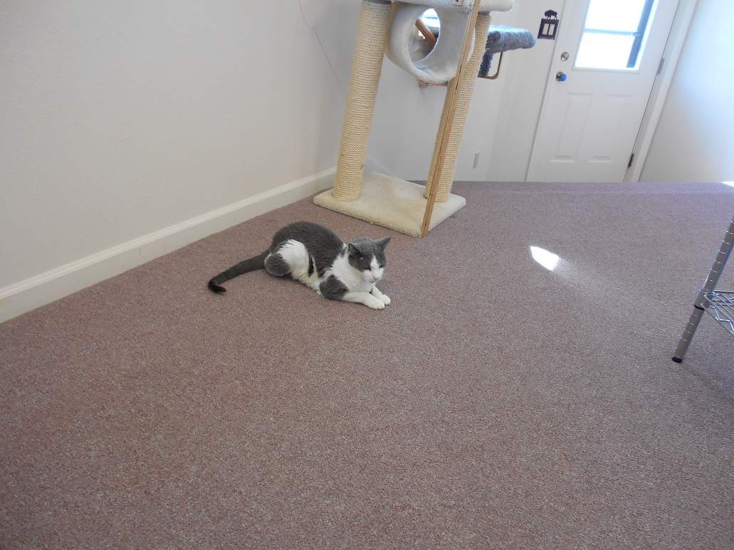 Solve Trouble on the floor under the large tall cat tree ) jigsaw