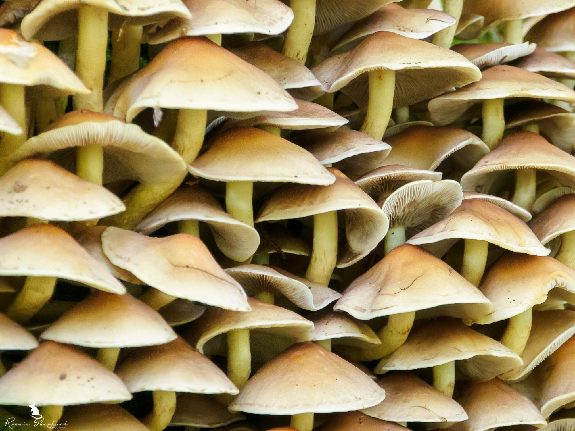 Savanna Fungi: A Vital Piece Of The Ecosystem Puzzle - og8od1b