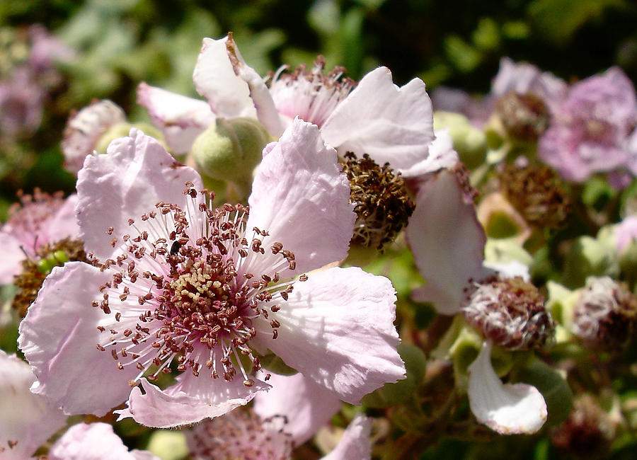 Solve blackberries in bloom jigsaw puzzle online with 63 pieces