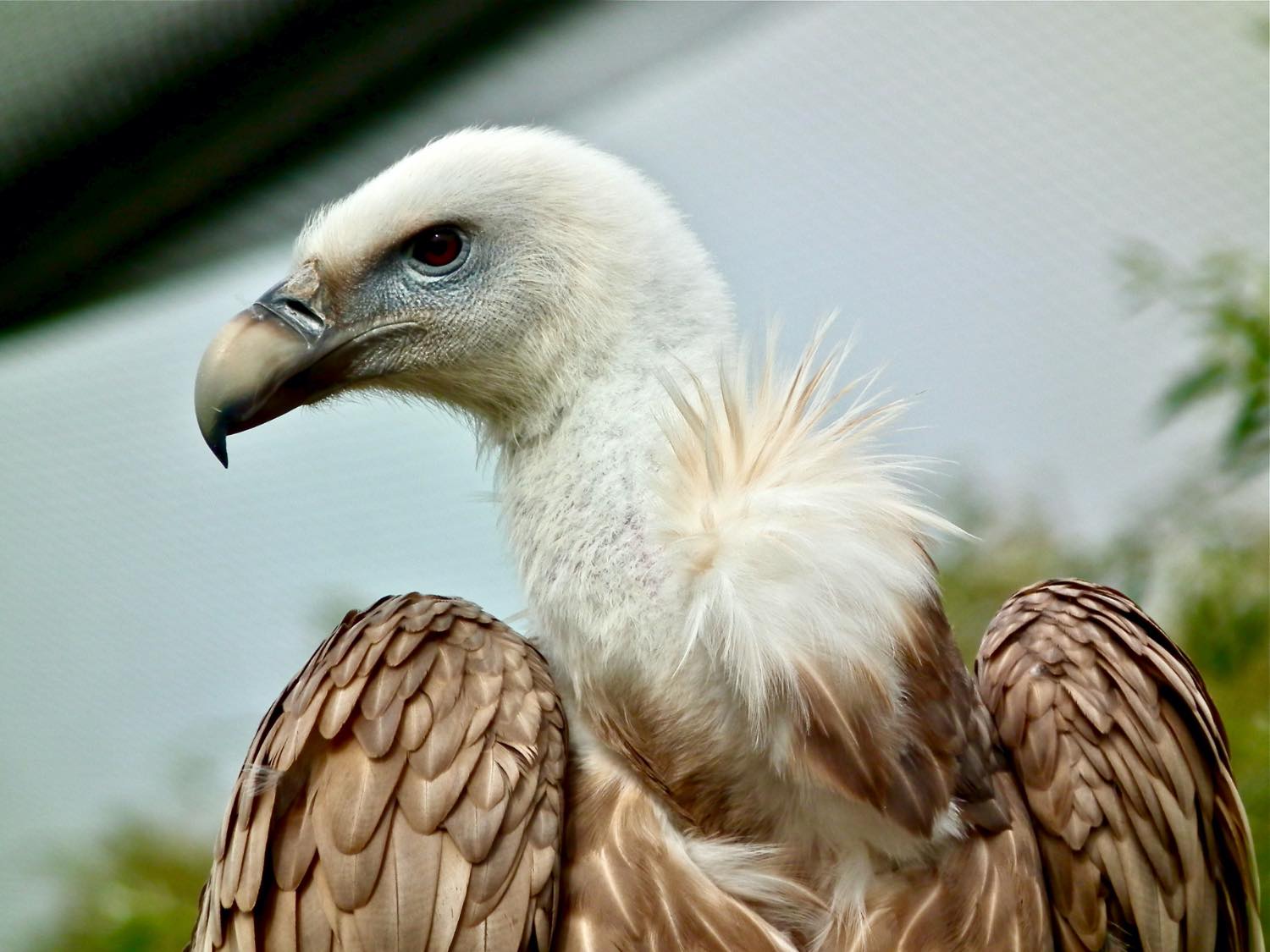 Solve Eurasian Griffon Vulture jigsaw puzzle online with 99 pieces