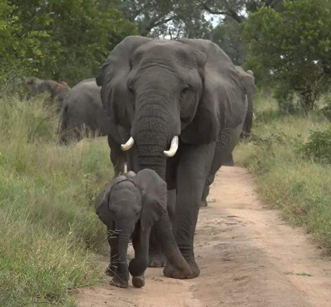 Solve mommy look at me i m leading the whole herd jigsaw puzzle