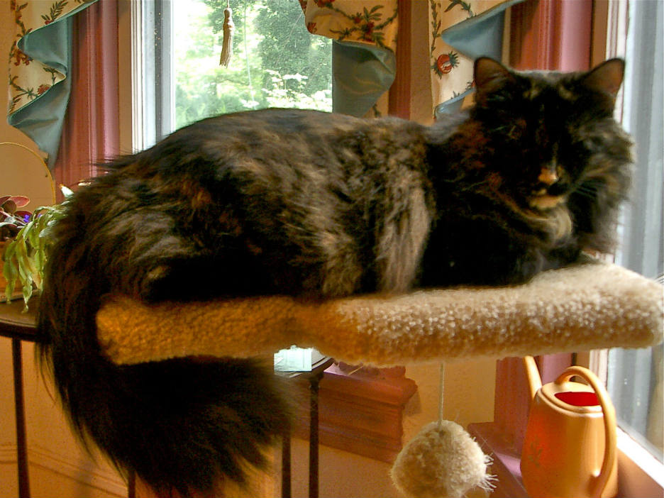 Solve Gwendolyn on the Cat Tree jigsaw puzzle online with 20 pieces