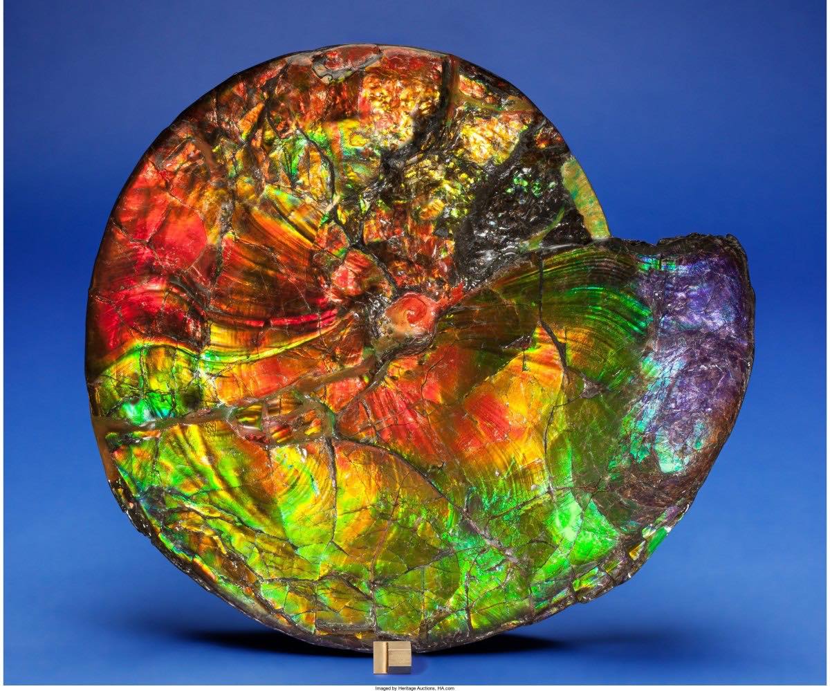 solve-opalized-ammonite-fossil-jigsaw-puzzle-online-with-143-pieces