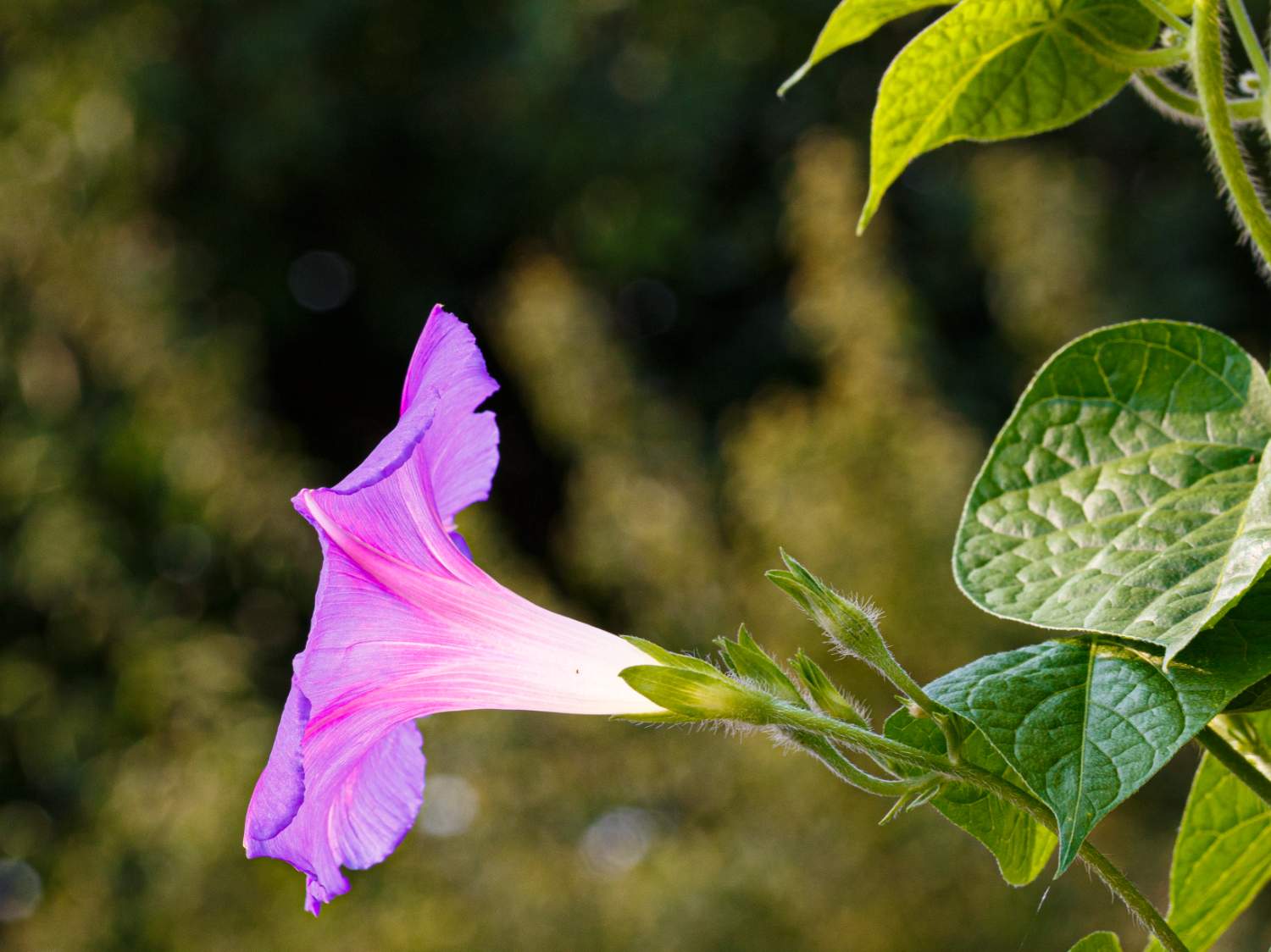 Solve "GOOD MORNING, GLORY" jigsaw puzzle online with 88 pieces