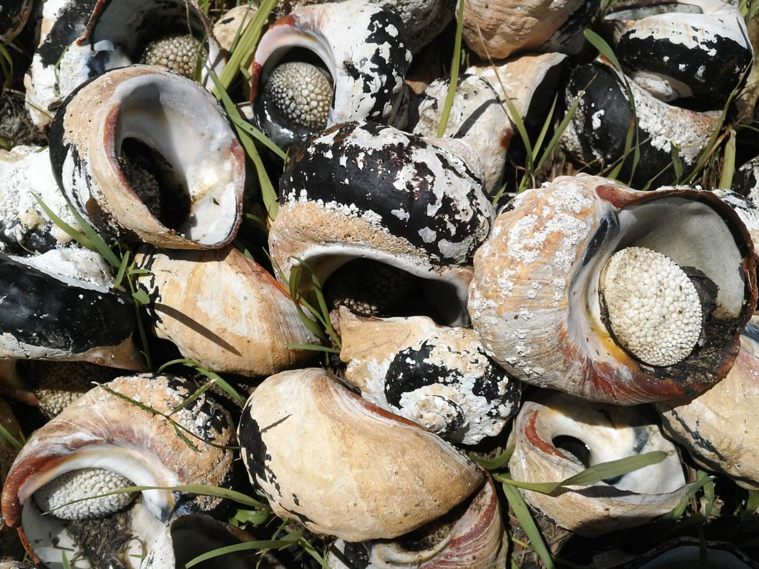 Solve Abalone jigsaw puzzle online with 48 pieces