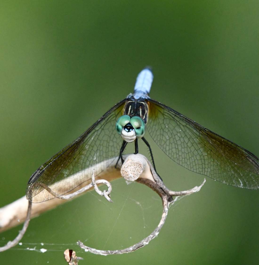 Solve Dragon Fly on Long Island, near New York City, NY, USA jigsaw