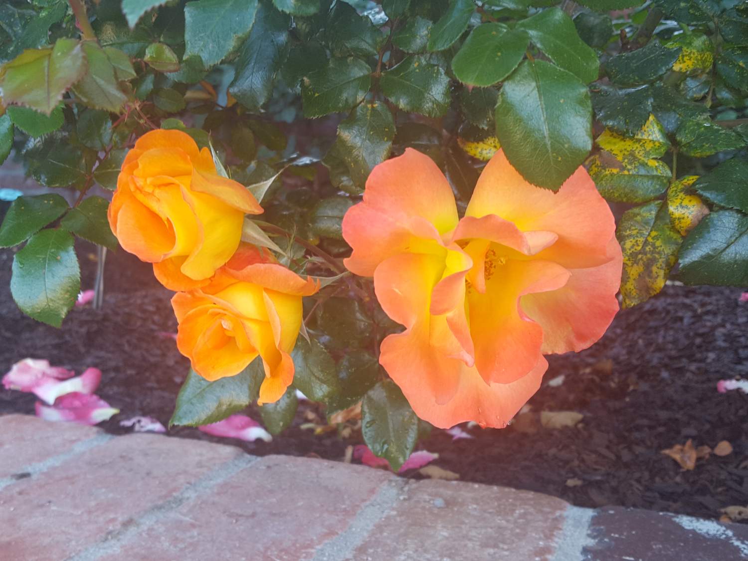 Solve Delicate Rose Blossoms jigsaw puzzle online with 63 pieces