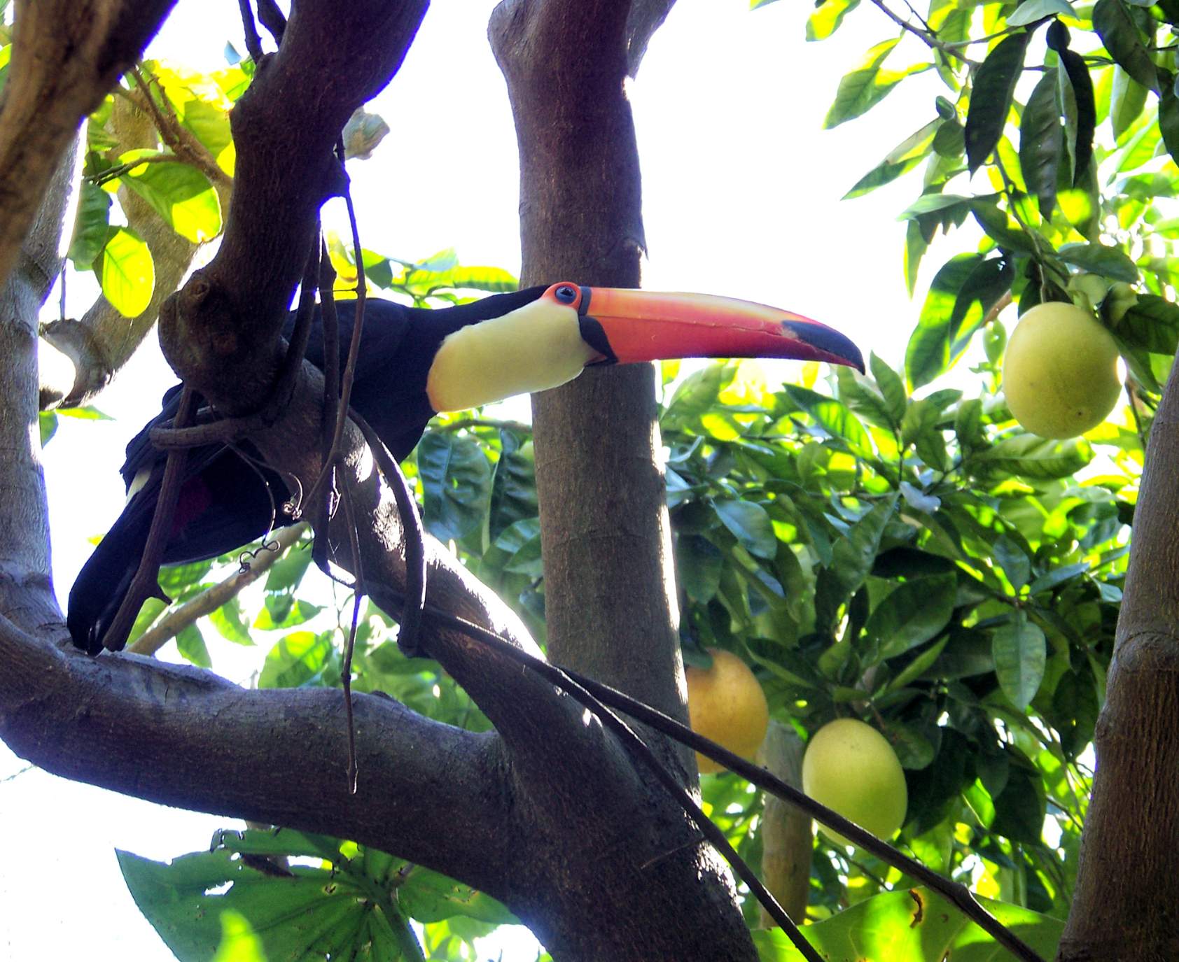 Solve San Diego Zoo Toucan and Pomelos jigsaw puzzle online with 154 pieces