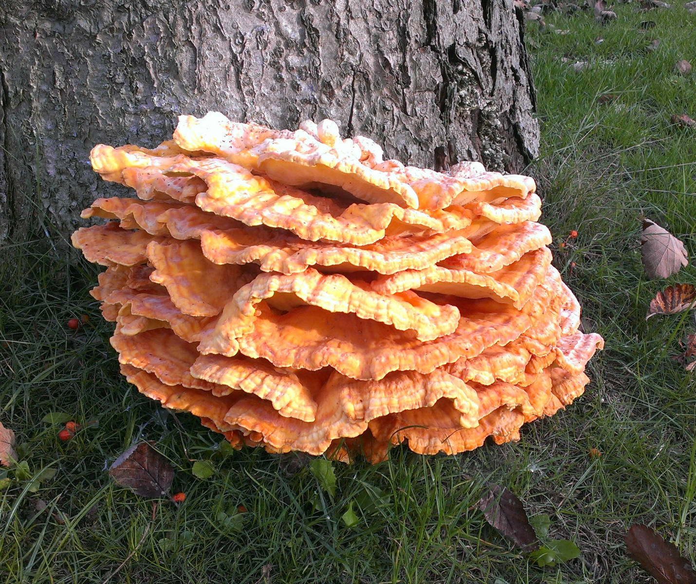 Solve Corn Flakes jigsaw puzzle online with 208 pieces