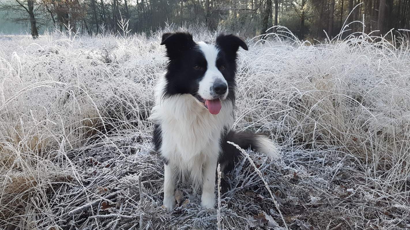 Solve Ollie on one of our walks ️ jigsaw puzzle online with 28 pieces