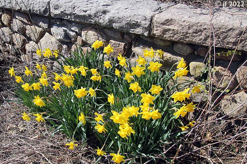 Solve Daffodils jigsaw puzzle online with 35 pieces