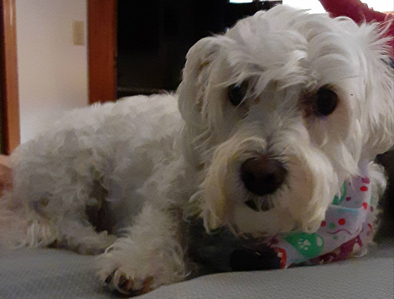 Solve Eleanor jigsaw puzzle online with 130 pieces