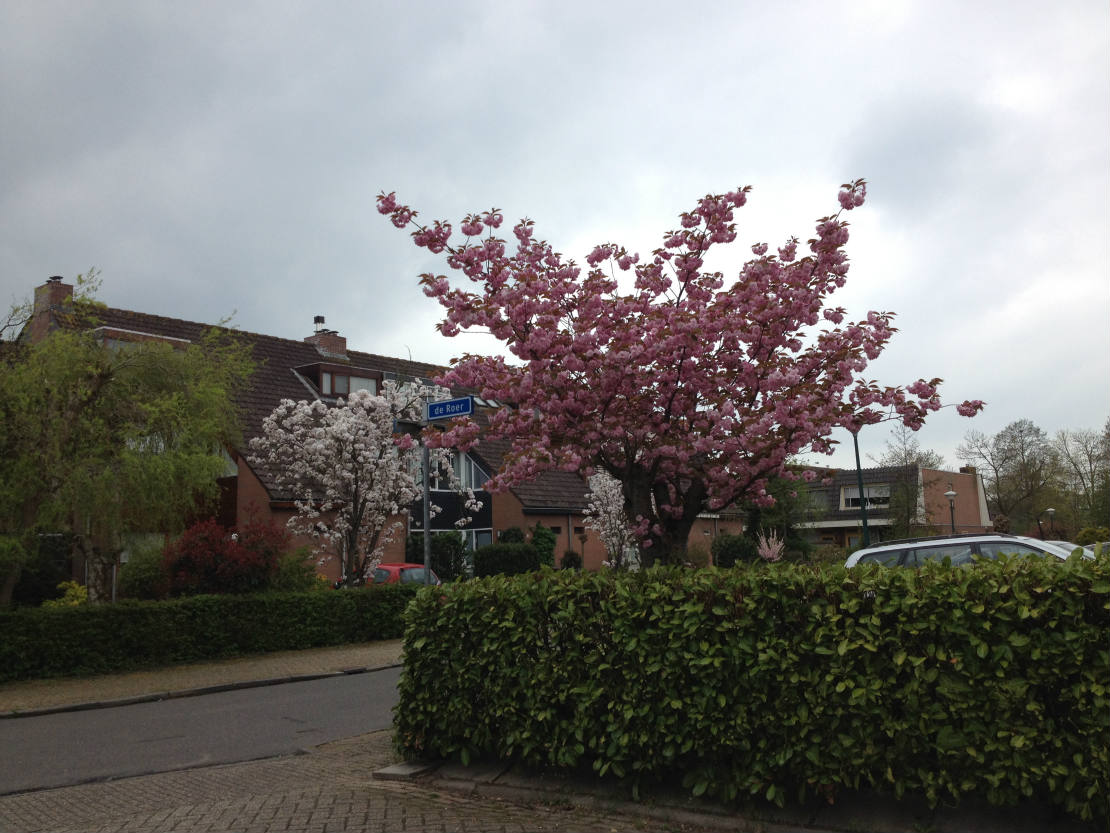 Solve This is my ! 1000 ! Puzzle Published on Jigidi! Spring Woerden