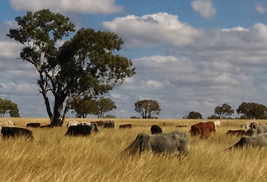 Solve Cattle feeding in the 'Long Paddock' jigsaw puzzle online with 35