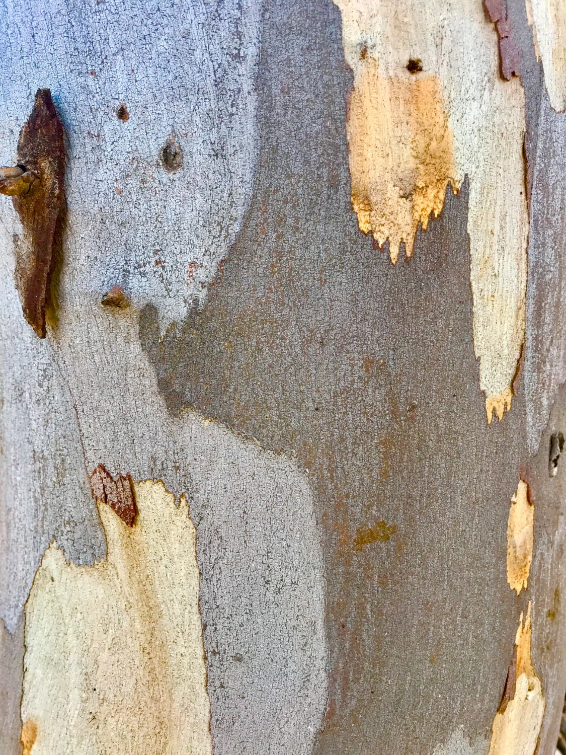 Solve Gum Tree jigsaw puzzle online with 300 pieces