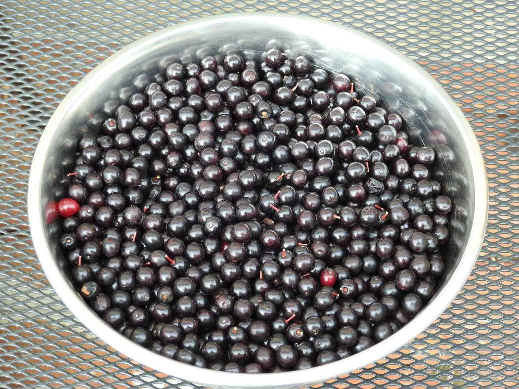 Solve Choke Cherries jigsaw puzzle online with 30 pieces