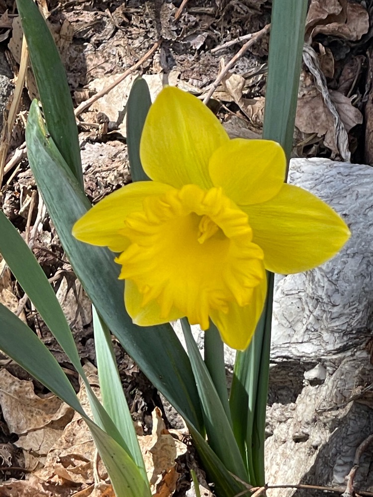 Solve Daffodil jigsaw puzzle online with 80 pieces