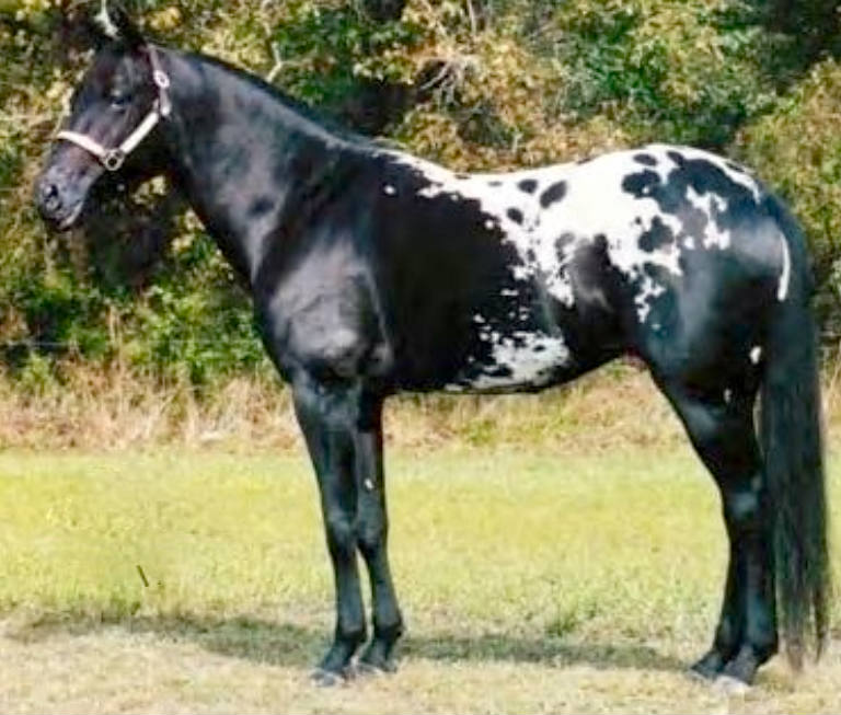Solve Beautiful black and white Appaloosa horse jigsaw puzzle online