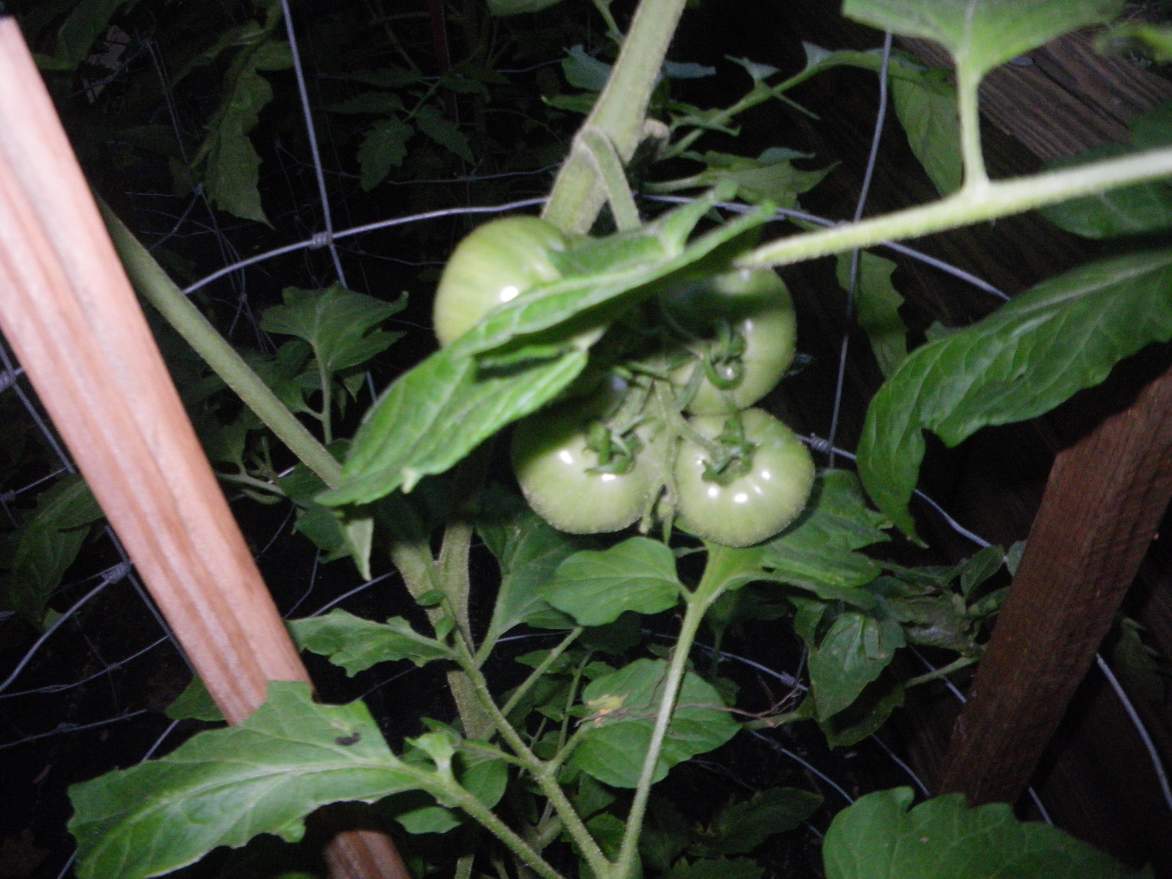 Jigsaw Puzzle Golf ball size tomatoes. 20 pieces Jigidi